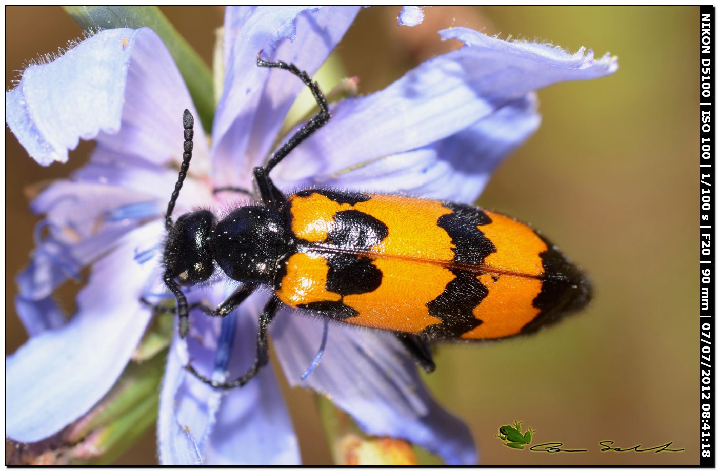 Meloidae, Mylabris variabilis